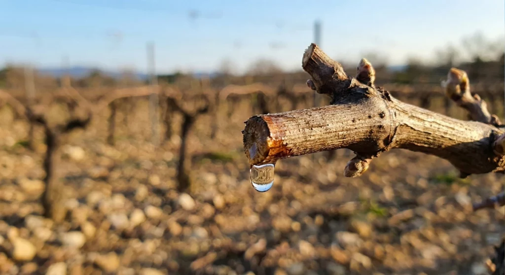 Pleurs de la vigne : Le réveil de la sève à Correns