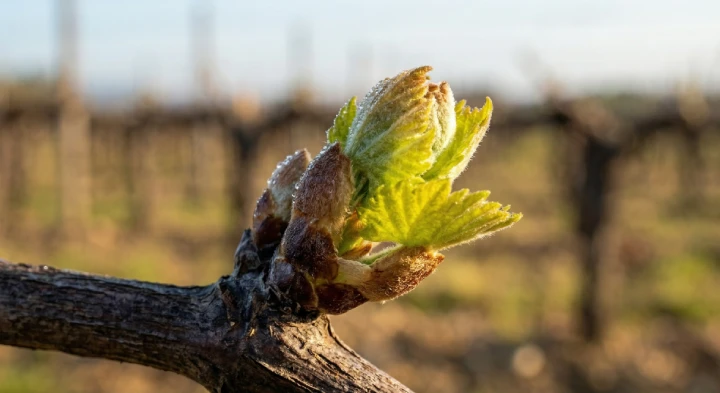 Le débourrement : la vigne se réveille (et nous surveillons le gel)