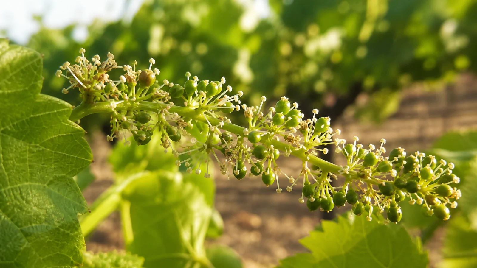 Fin de floraison et premiers raisins : que prévoit le millésime 2026 ?